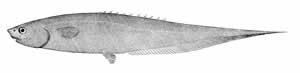 Notacanthus chemnitzii - Snubnosed Spiny Eel