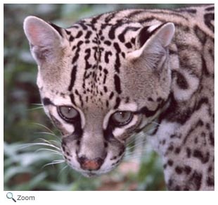 leopard big cat house