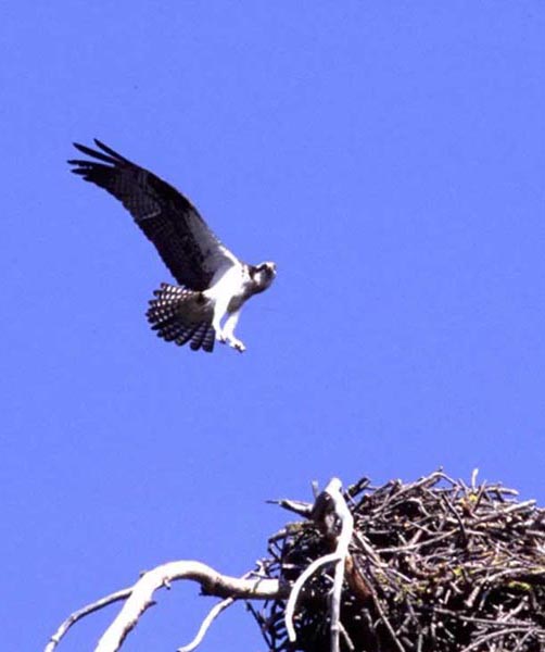 Species Profile: Pandion haliaetus – Osprey » Bella Vista Property Owners  Association