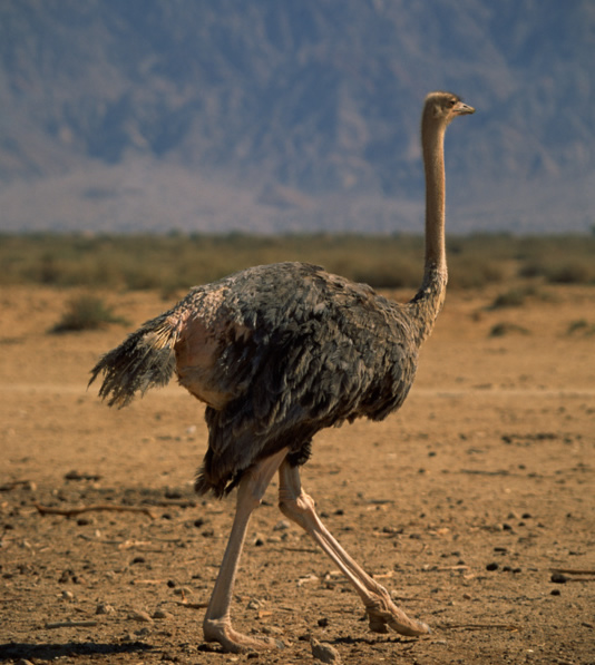 Ostriches (Struthioniformes)
