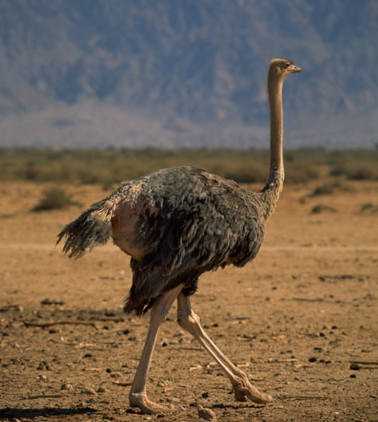 Emu Vs Ostrich Vs Rhea