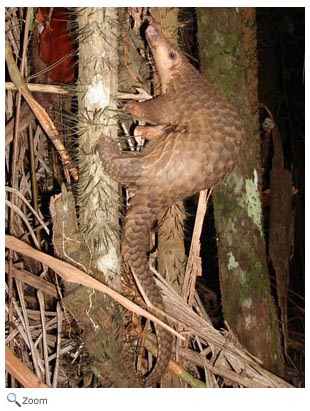 sunda pangolin