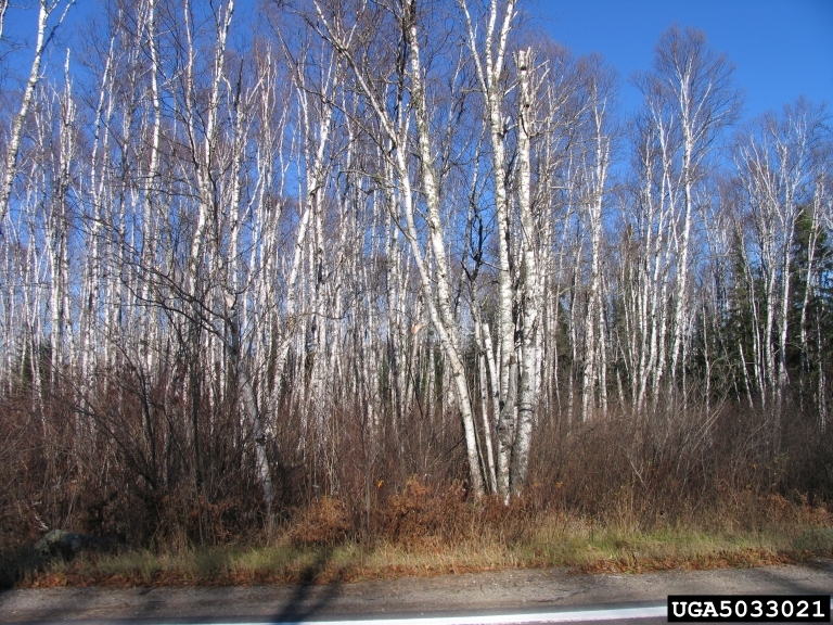 plants that live in the deciduous forest