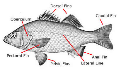 Types Of Fish: Examples Of Fish From Around The World, fishes 