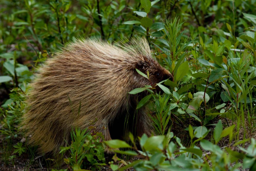 North American Porcupine Habitat