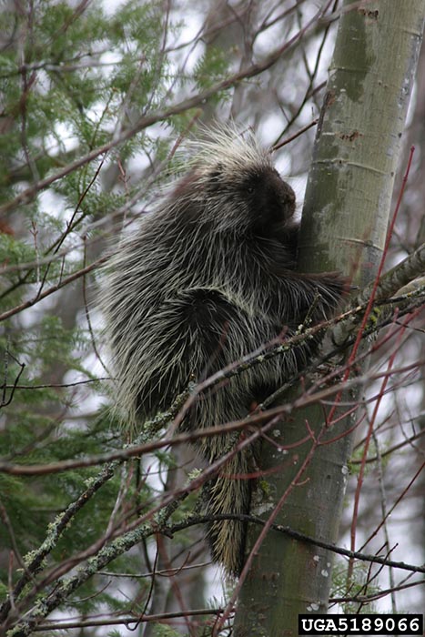 The porcupine that inhabits northern Minnesota is well known for