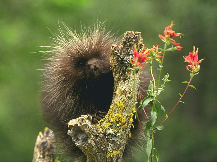 porcupines eating