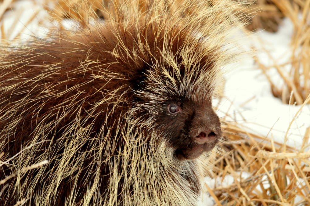 porcupine quills barbs