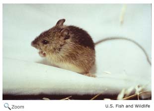 Preble's Meadow Jumping Mouse