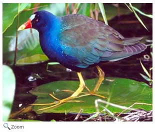 purple gallinule