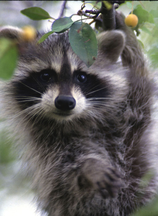 raccoonusfwbillBuchanan