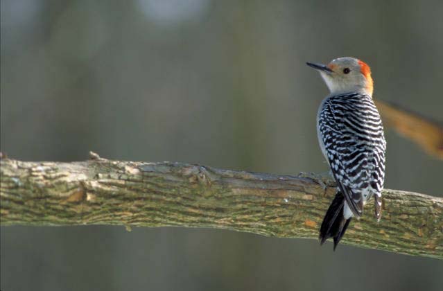 skovl Conform resultat Red-bellied Woodpecker - Melanerpes carolinus - NatureWorks