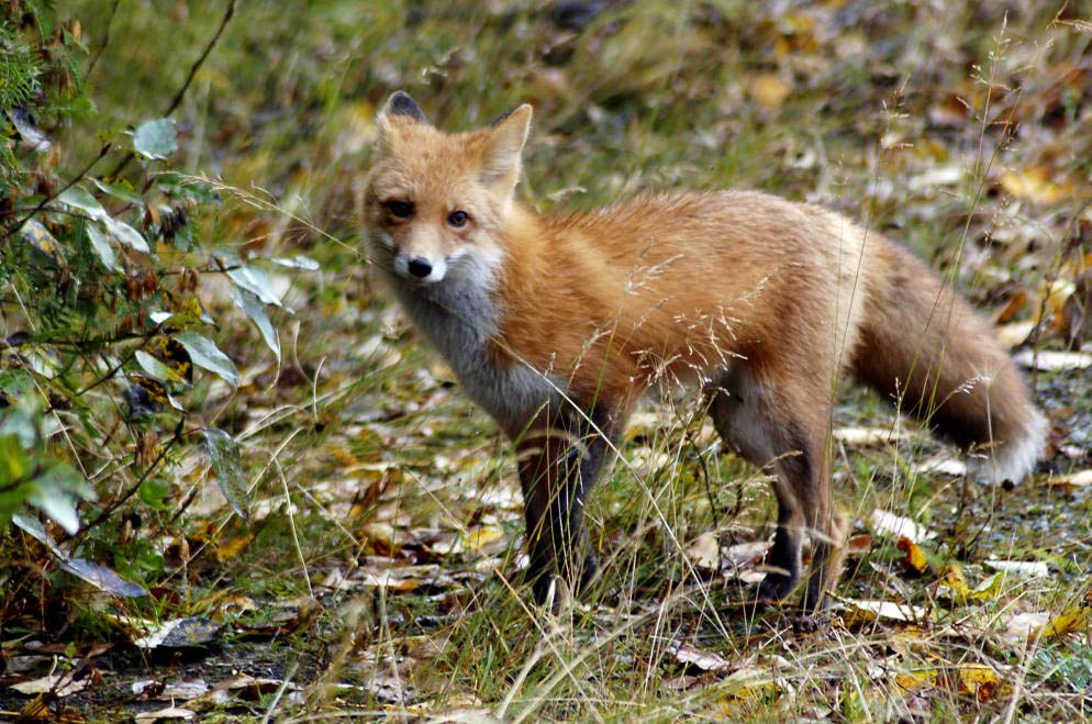Red Fox - Vulpes vulpes | Wildlife Journal Junior