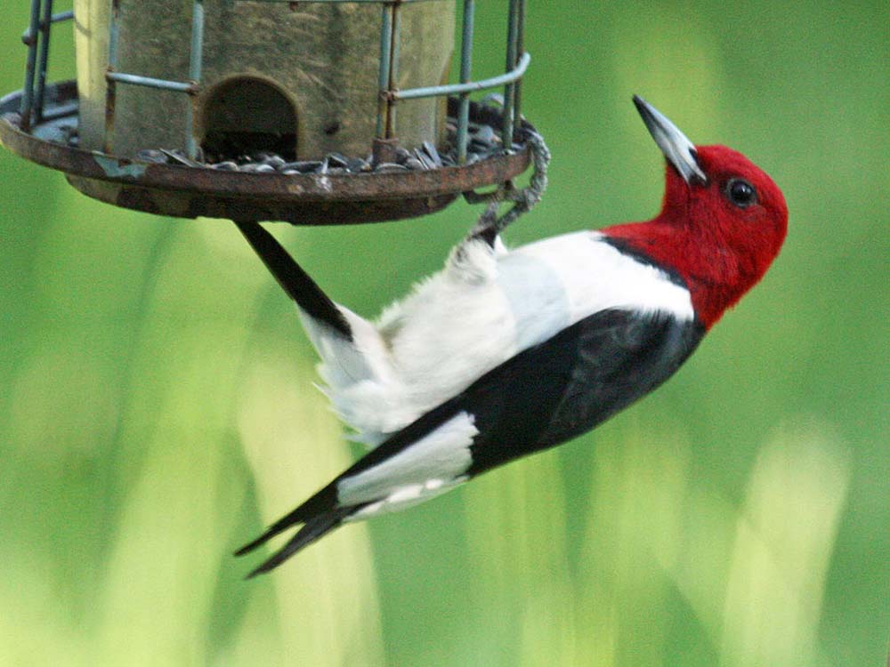 Red Headed Woodpecker Melanerpes Erythrocephalus Natureworks