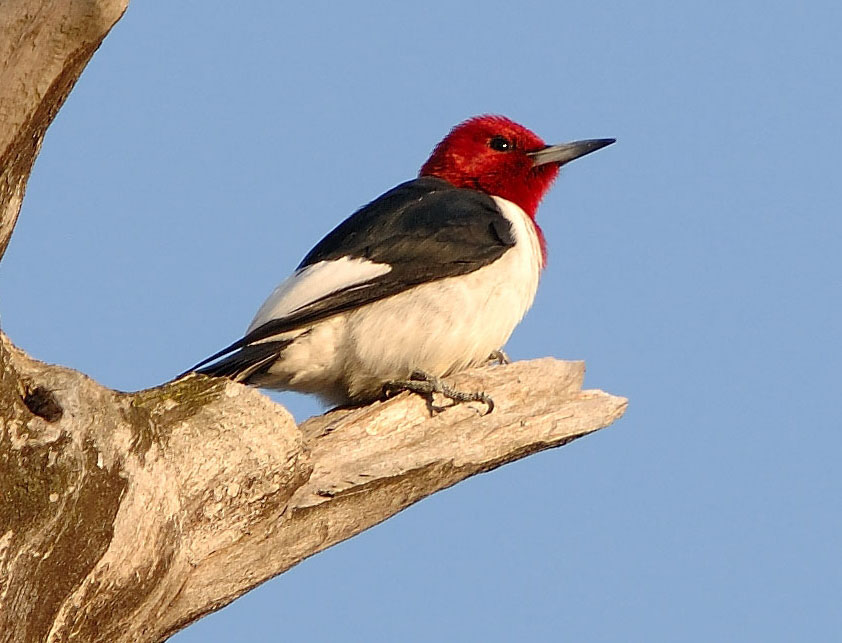 Red Headed Woodpecker Flying 