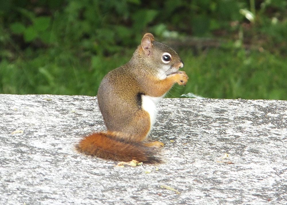 eastern fox squirrel baby