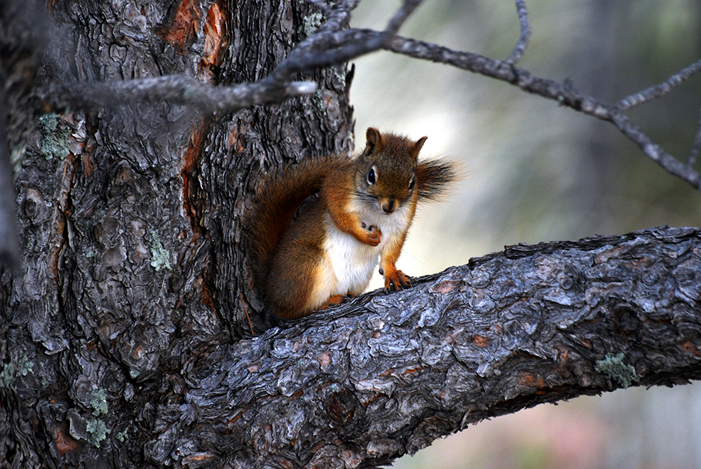 Red Squirrel - Tamiasciurus hudsonicus - NatureWorks