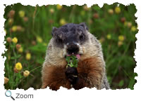 Rodentia - gophers, mice, rats, squirrels, porcupines, beavers, chipmunks |  Wildlife Journal Junior