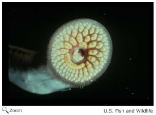 hagfish teeth