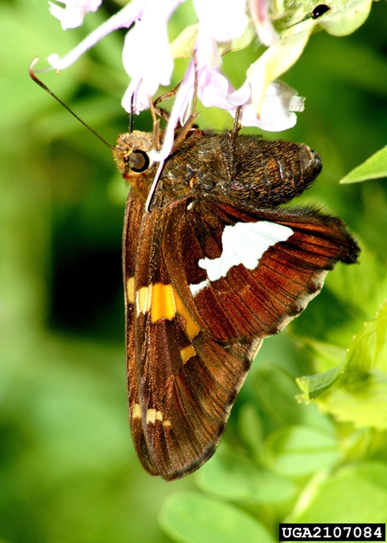 Eufala Skipper - Alabama Butterfly Atlas