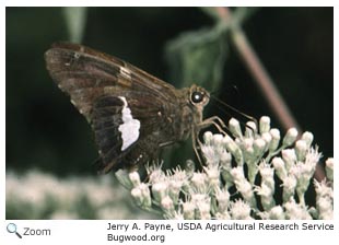 Eufala Skipper - Alabama Butterfly Atlas