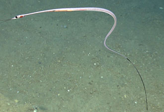 american eel