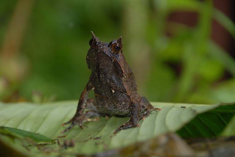 Megophryidae - South Asian Frogs
