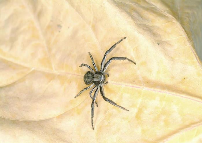 Chelicerata - spiders, horseshoe crabs, sea spiders, scorpions, mites |  Wildlife Journal Junior