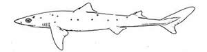 spiny dogfish shark