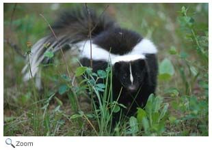 Striped Skunk