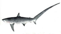common thresher shark