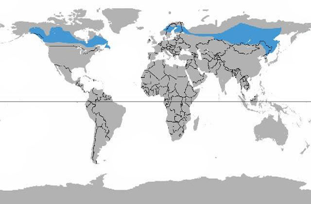 Taiga Biome, Boreal Snow Forest. Terrestrial Ecosystem World Map