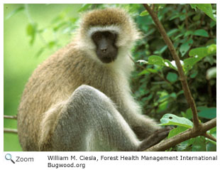 Old World Monkeys: Cercopithecidae