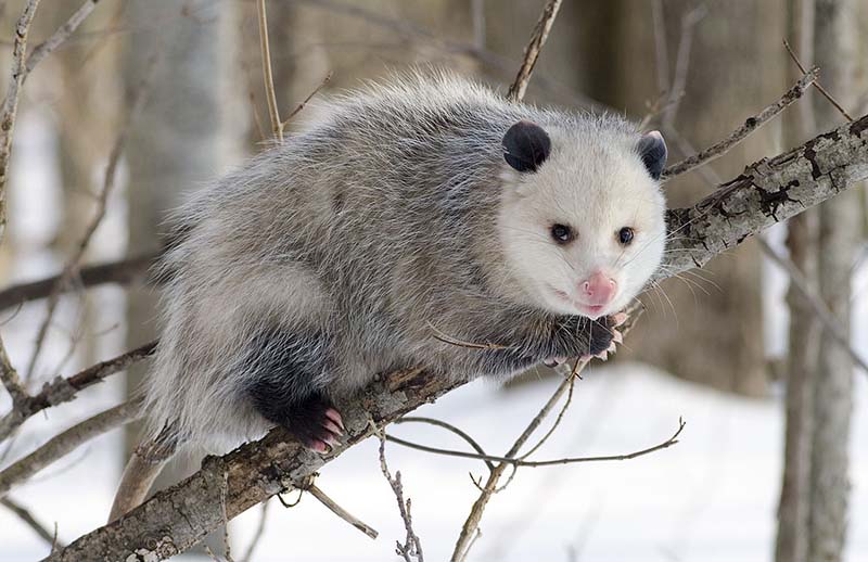 Virginia Opossum - Didelphis virginiana - NatureWorks