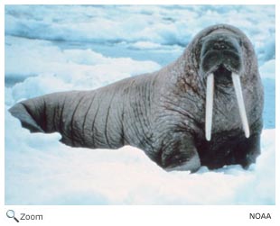 Walrus