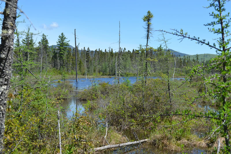 Nature Glance-What's a Fen? 