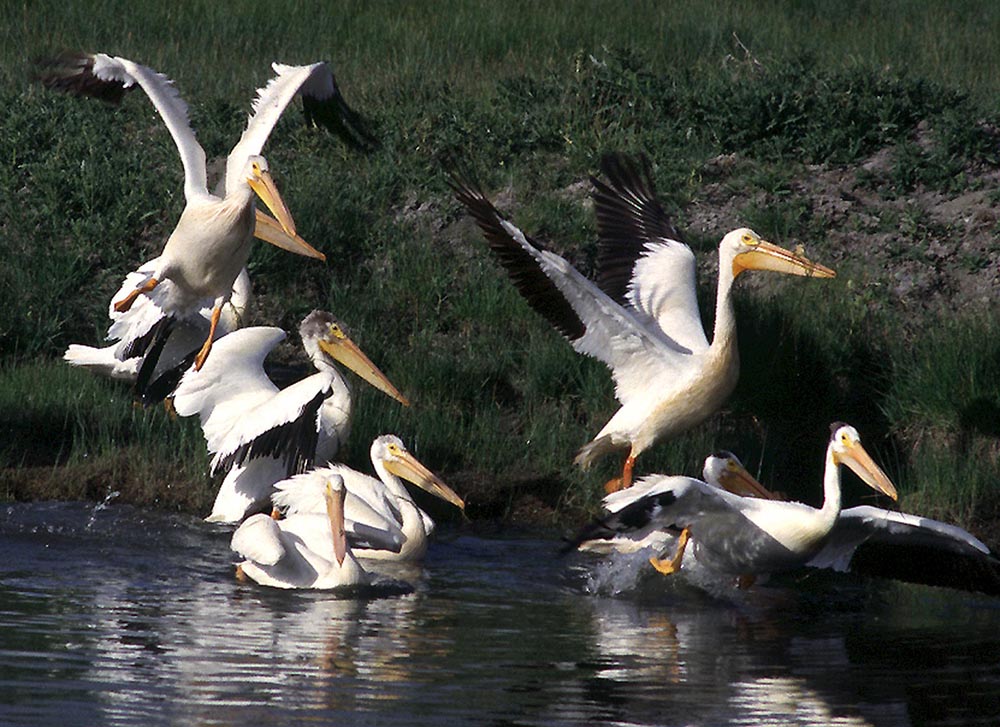 American White Pelican Pelecanus Erythrorhynchos NatureWorks