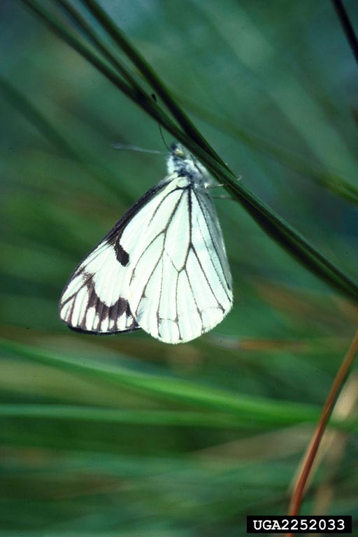 black and white butterfly