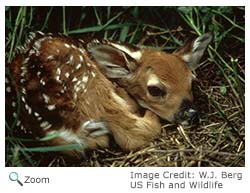 White-tailed Deer