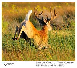 White-tailed Deer