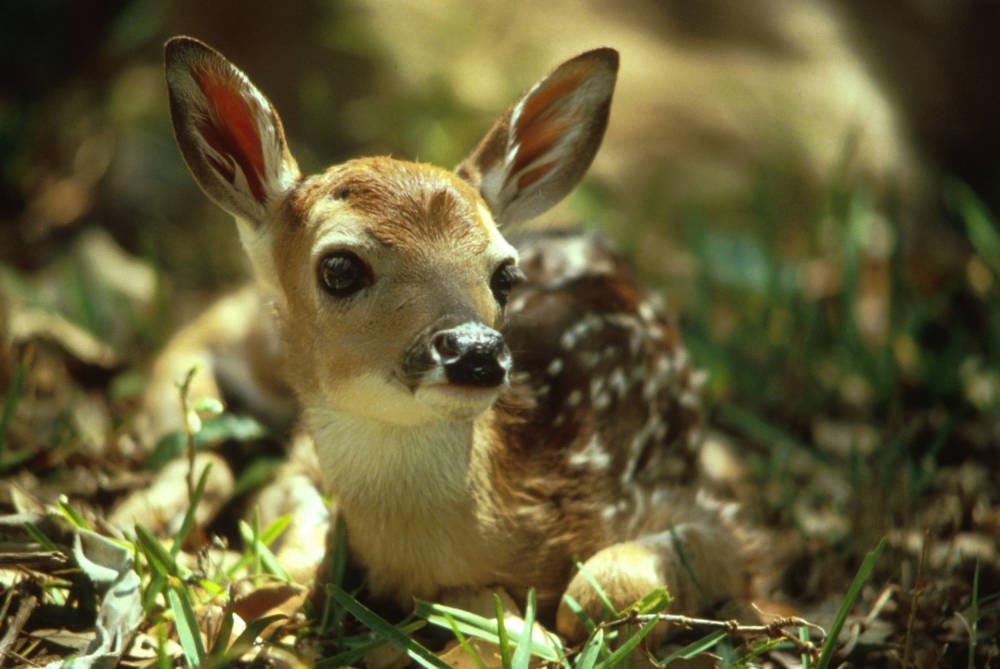 white tailed deer scientific name