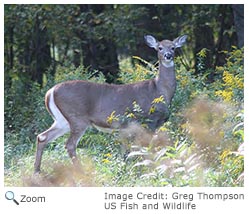 White-tailed Deer