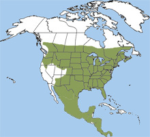 where do white tailed deer live