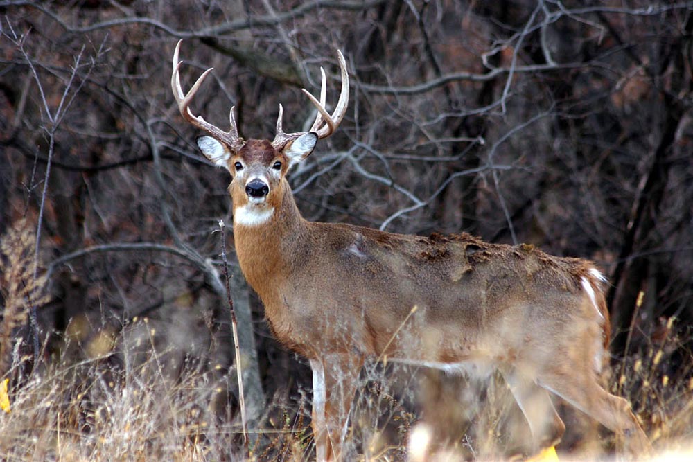 White Tailed Deer Classification Chart