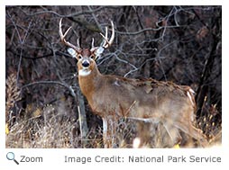 White-tailed Deer