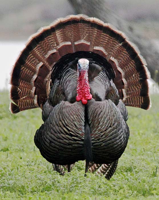 Image result for turkey bird