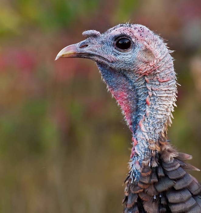 Closeup of brown feathers and plumage of a wild bird Stock Photo