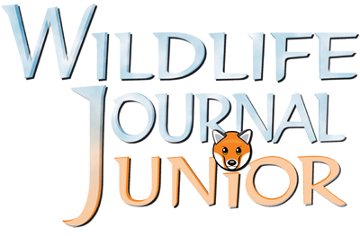 Fens  Wildlife Journal Junior