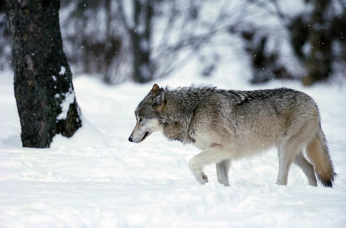 Canidae - coyotes, dogs, foxes, wolves | Wildlife Journal Junior