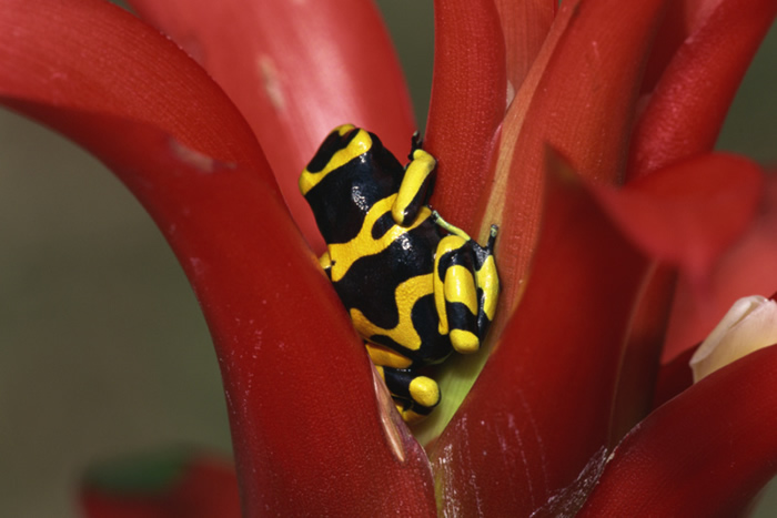 Featured image of post Yellow Banded Poison Dart Frog Facts The tennessee aquarium has several species of dart frogs on display